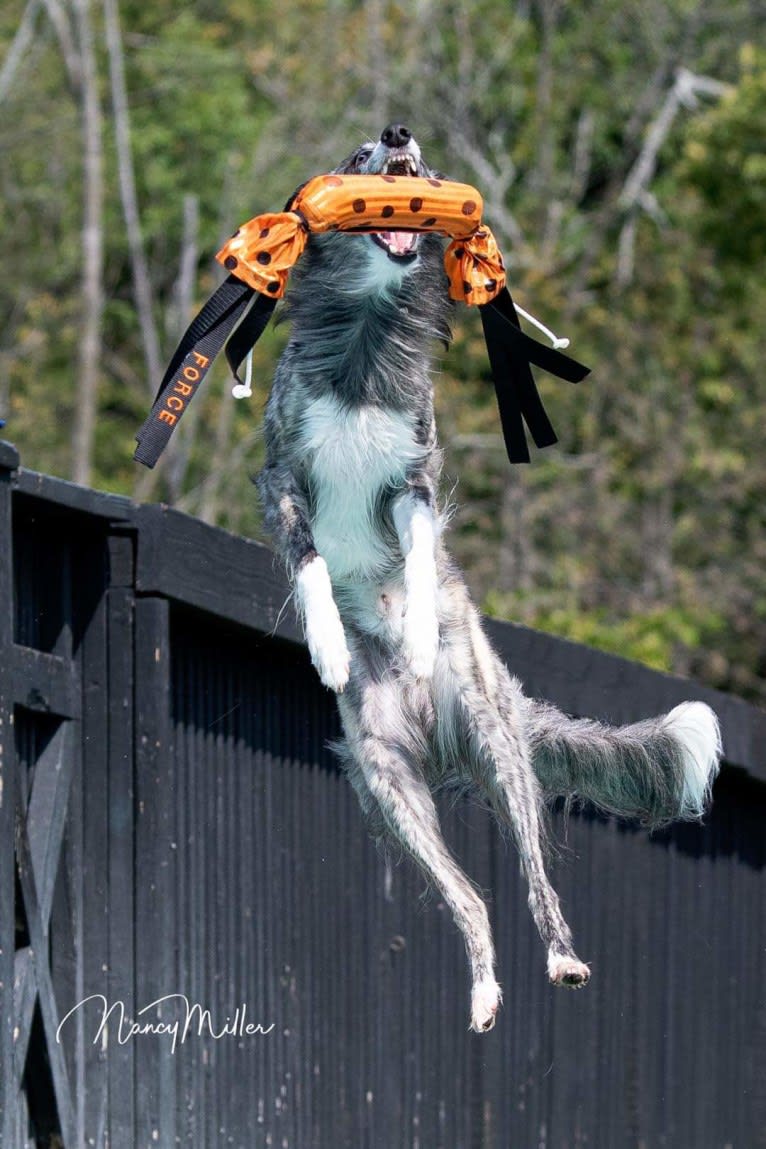 Force, a Windsprite tested with EmbarkVet.com