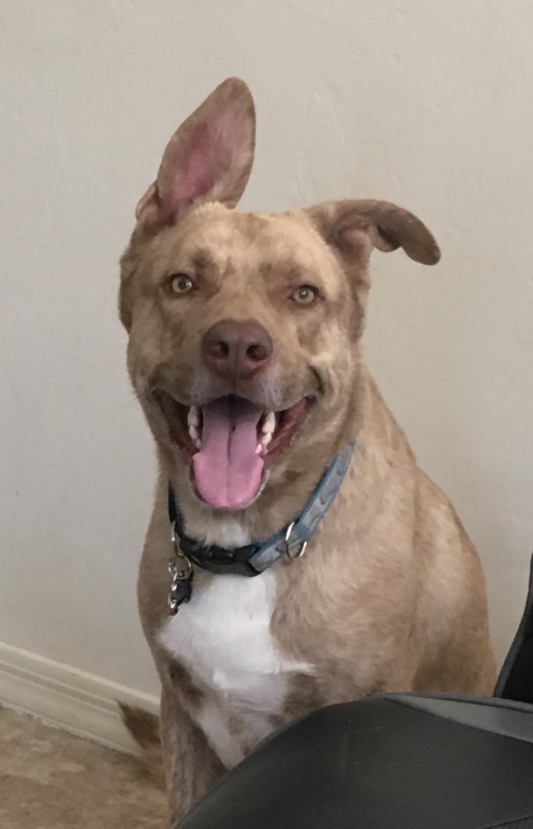 Toronto, a German Shepherd Dog and American Pit Bull Terrier mix tested with EmbarkVet.com