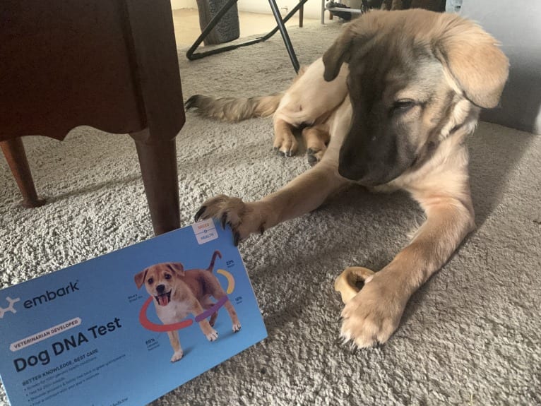 Valerie, an American Bulldog and Chinese Shar-Pei mix tested with EmbarkVet.com