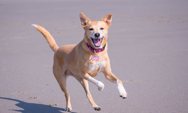 Zoe, an Australian Cattle Dog and Rat Terrier mix tested with EmbarkVet.com