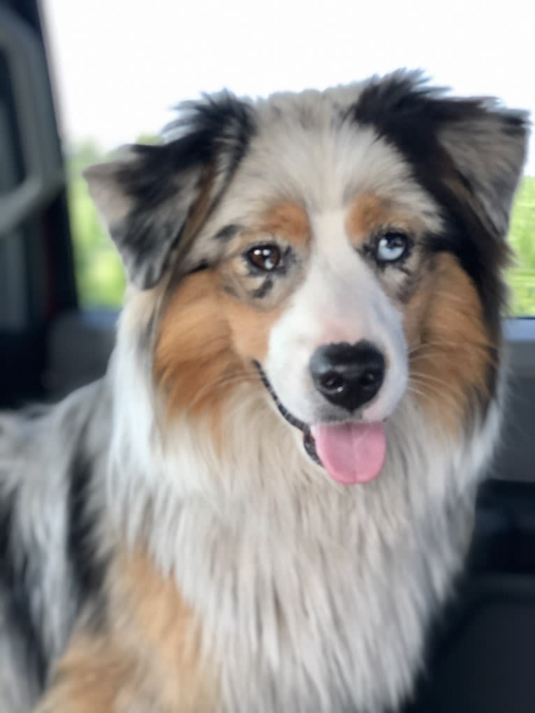 Lass, an Australian Shepherd tested with EmbarkVet.com