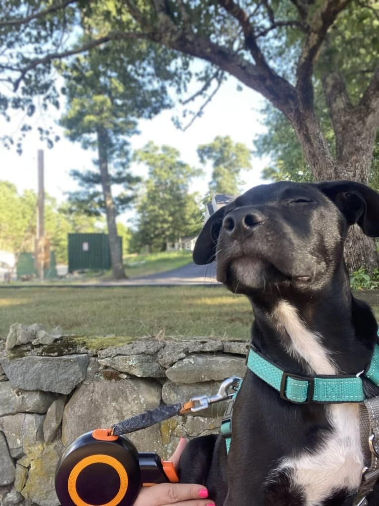 Phoenix, a Labrador Retriever and American Pit Bull Terrier mix tested with EmbarkVet.com