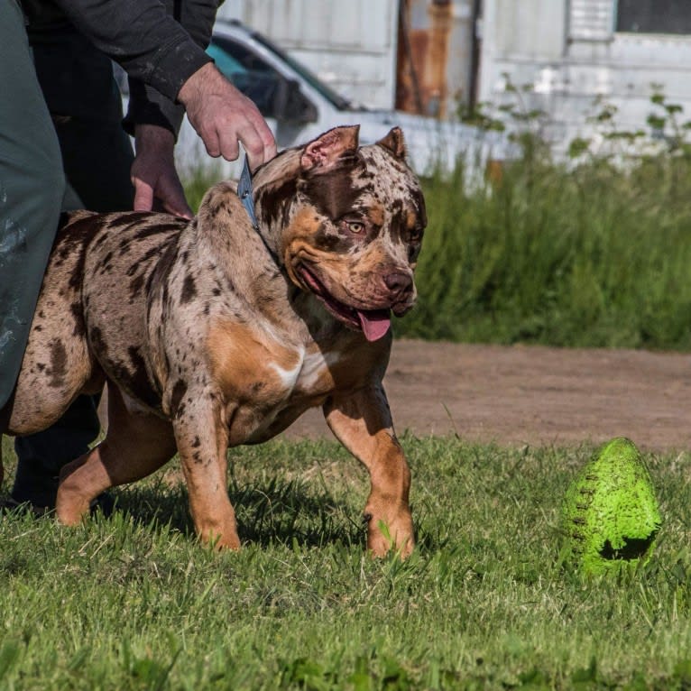 Melo, an American Bully tested with EmbarkVet.com