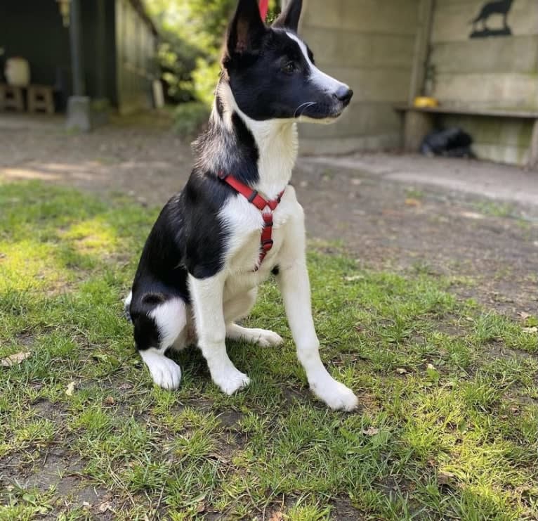 Koko, an Alaskan-type Husky and Border Collie mix tested with EmbarkVet.com