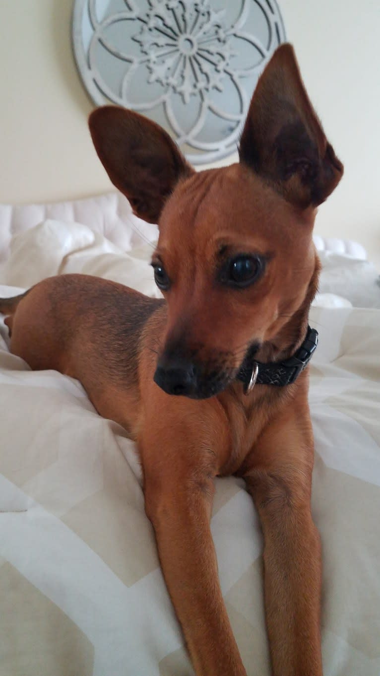 Pip, a Miniature Pinscher and Chihuahua mix tested with EmbarkVet.com