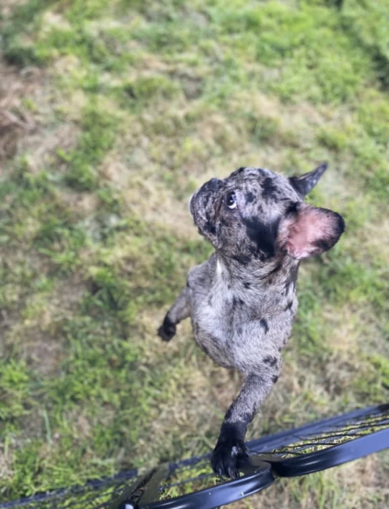 Pink Lady, a French Bulldog tested with EmbarkVet.com