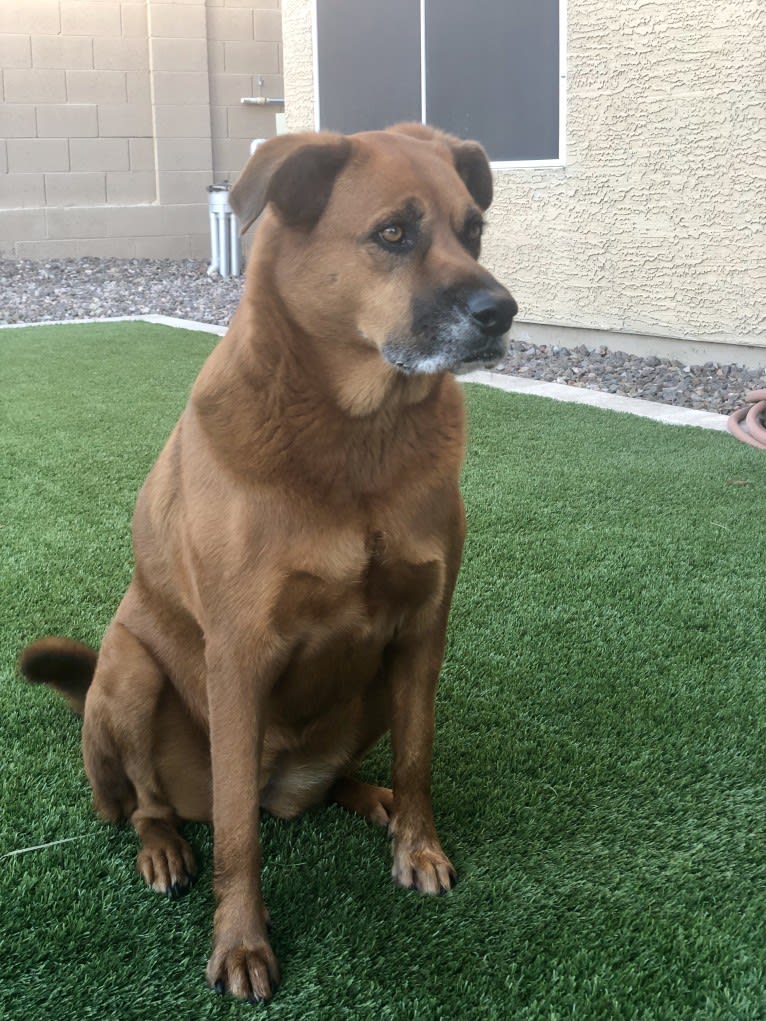 Piper, a Rottweiler and Chow Chow mix tested with EmbarkVet.com