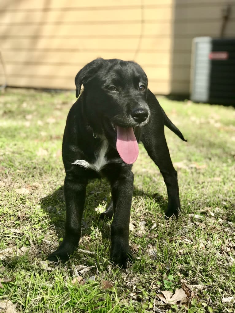 Kodak, an Australian Cattle Dog and Chow Chow mix tested with EmbarkVet.com
