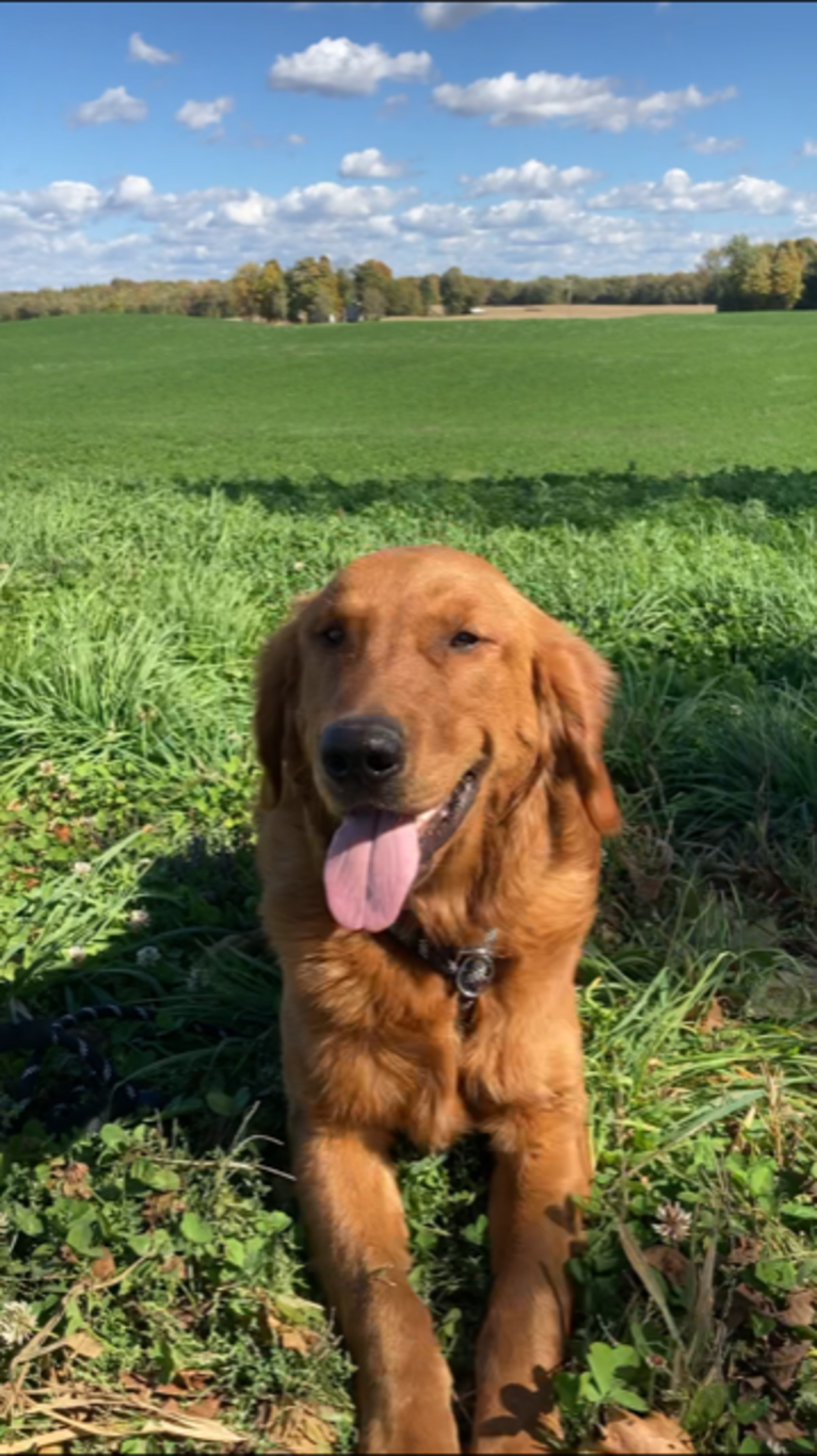 Yooper, a Golden Retriever tested with EmbarkVet.com