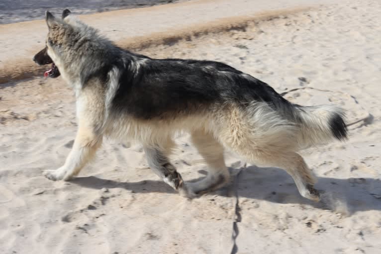 Yuno, a German Shepherd Dog tested with EmbarkVet.com
