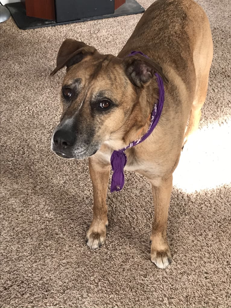 Chubs, an American Bulldog and Siberian Husky mix tested with EmbarkVet.com