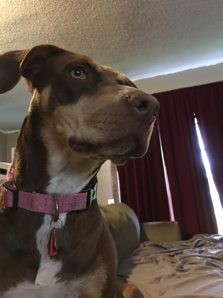 Beach's Dorie Jade, a Catahoula Leopard Dog tested with EmbarkVet.com