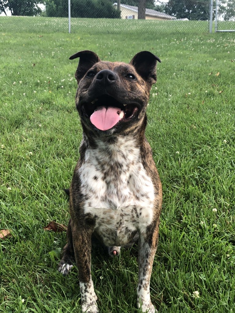 Koba, an Australian Cattle Dog and American Pit Bull Terrier mix tested with EmbarkVet.com