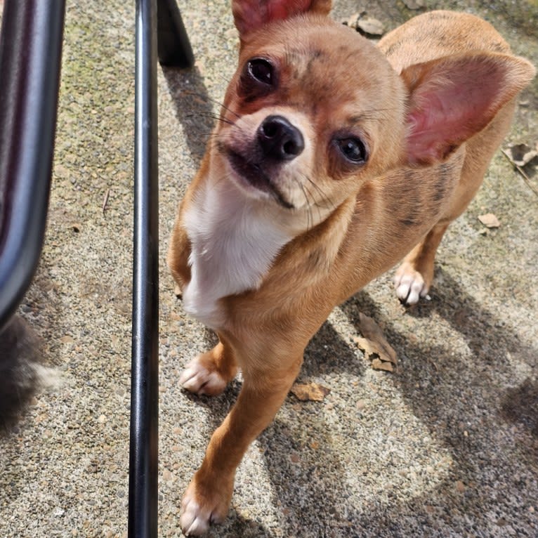 Briar, a Chihuahua tested with EmbarkVet.com