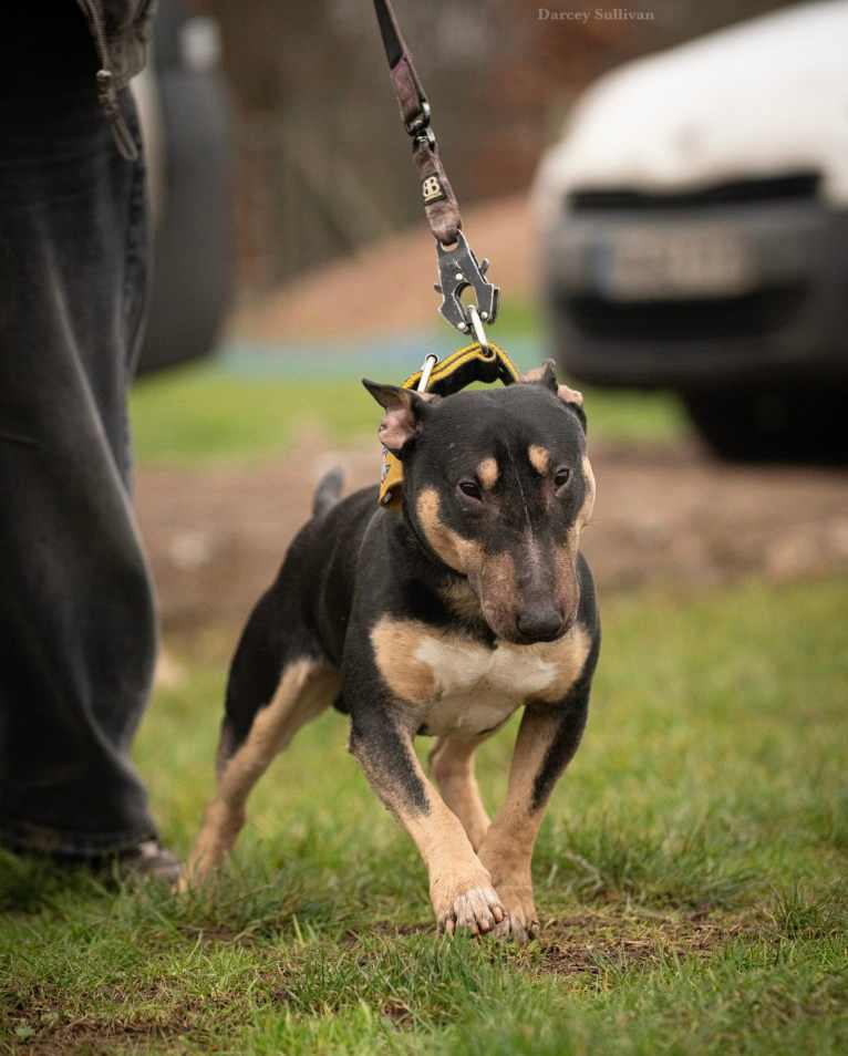 Saber, a Miniature Bull Terrier tested with EmbarkVet.com