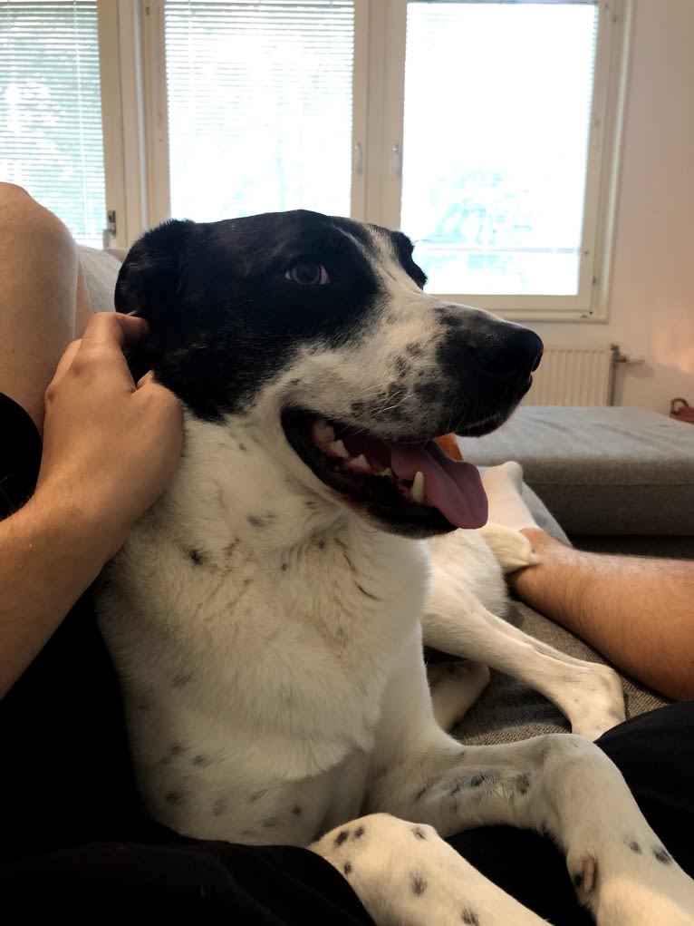 Ollie, an Australian Cattle Dog and Border Collie mix tested with EmbarkVet.com