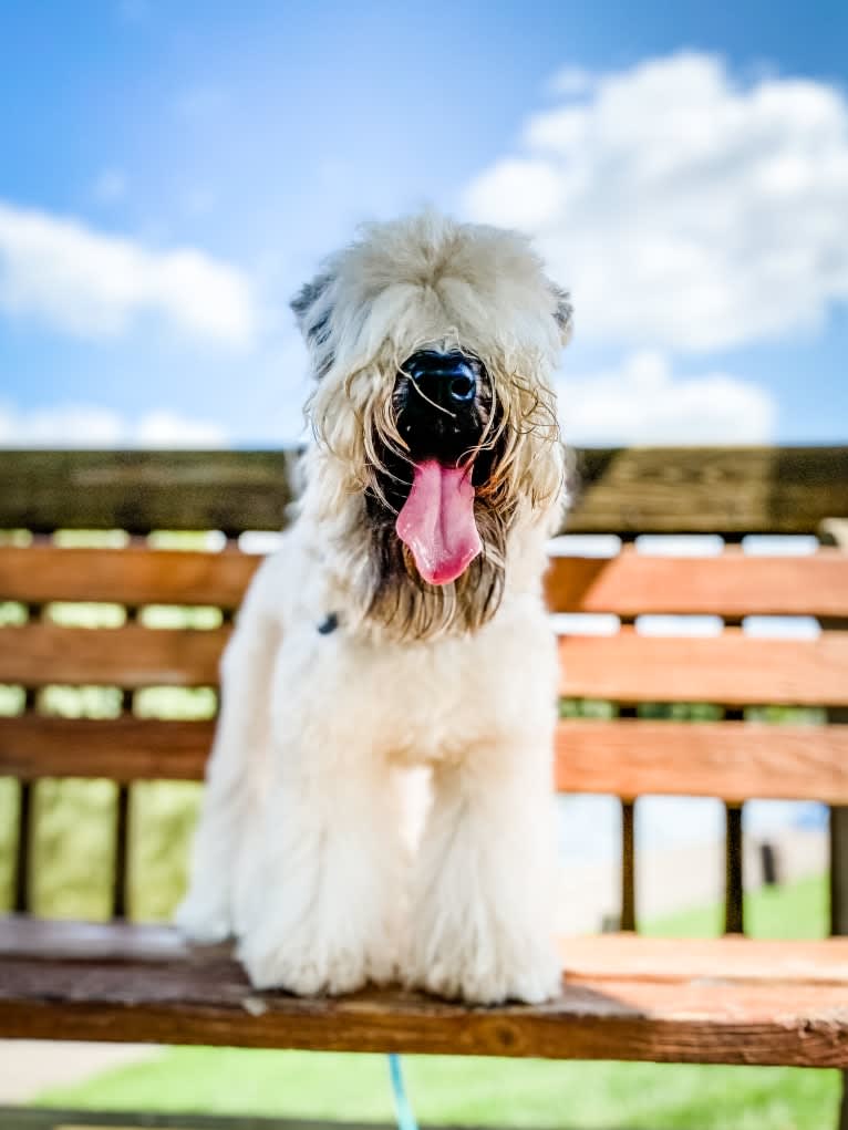 Boone's Winsome Beau Dandy, a Soft Coated Wheaten Terrier tested with EmbarkVet.com