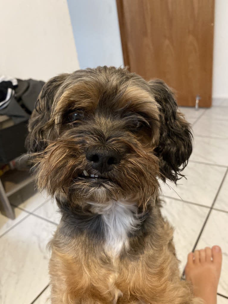 Dakota, a Shihpoo tested with EmbarkVet.com