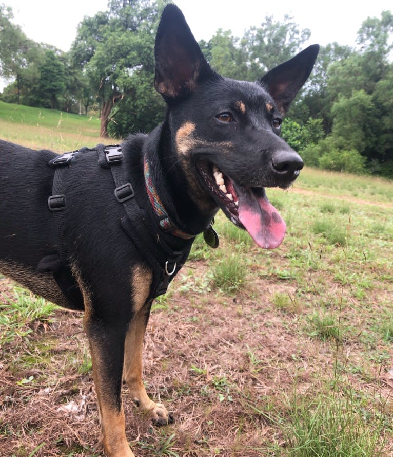 Ruby Forest, a Southeast Asian Village Dog tested with EmbarkVet.com