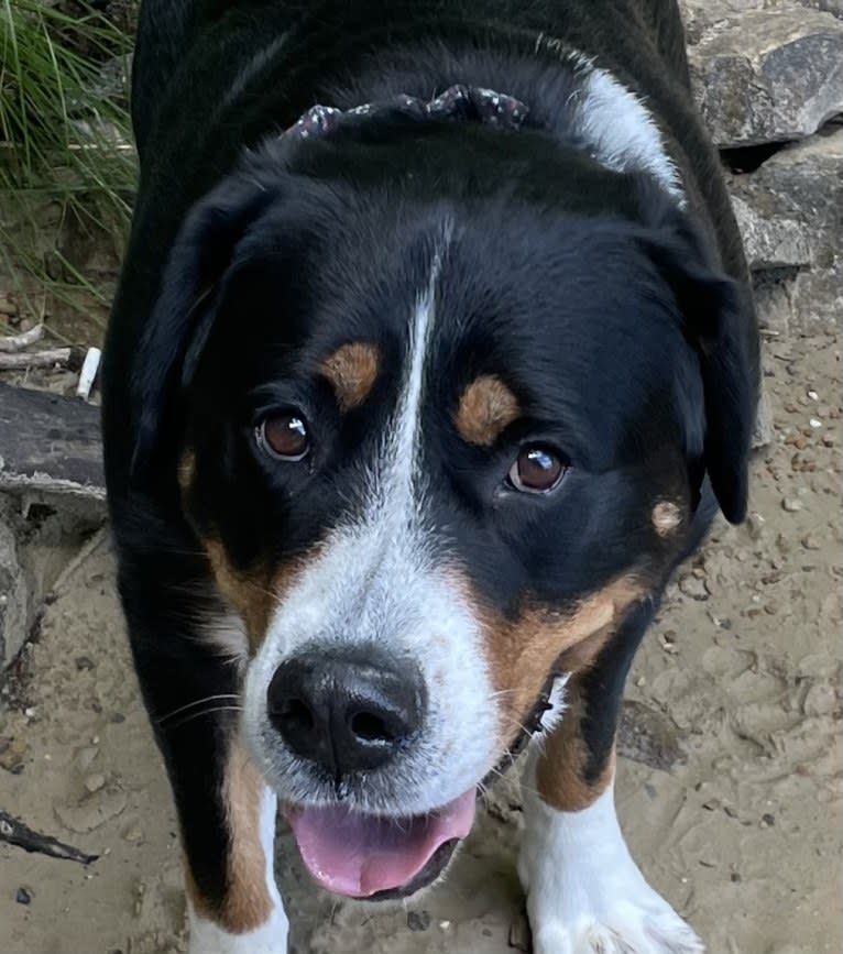 River, a Greater Swiss Mountain Dog tested with EmbarkVet.com