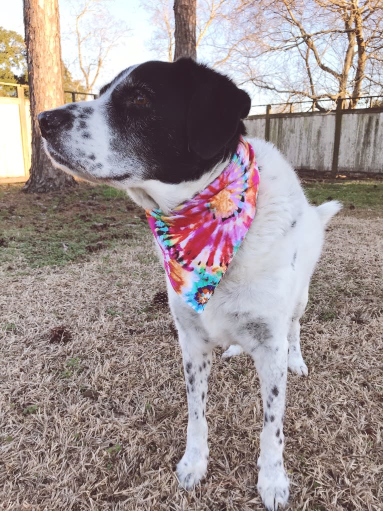 Sheba, a Labrador Retriever and Great Pyrenees mix tested with EmbarkVet.com