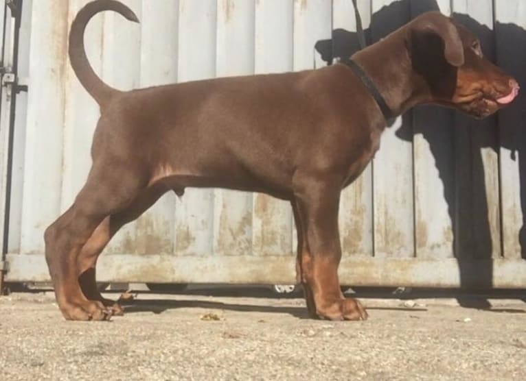 ÈZE EBO DI LATIANO, a Doberman Pinscher tested with EmbarkVet.com