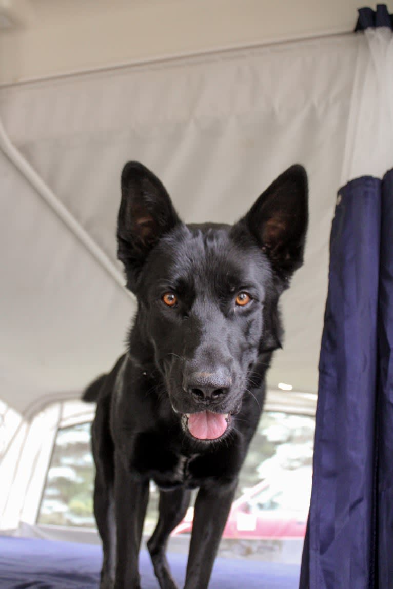 Harley, a German Shepherd Dog and Australian Shepherd mix tested with EmbarkVet.com