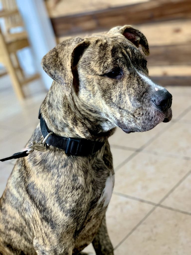 MAX, an American Pit Bull Terrier and American Bulldog mix tested with EmbarkVet.com