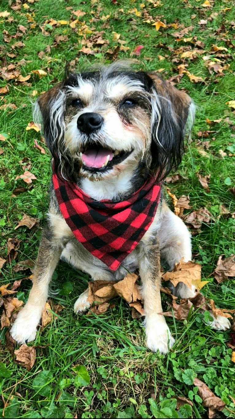 Iggy Pup, a Cavalier King Charles Spaniel and Miniature Schnauzer mix tested with EmbarkVet.com