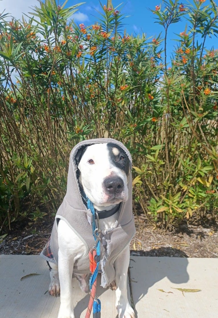 Carlos, a Bull Terrier and American Pit Bull Terrier mix tested with EmbarkVet.com