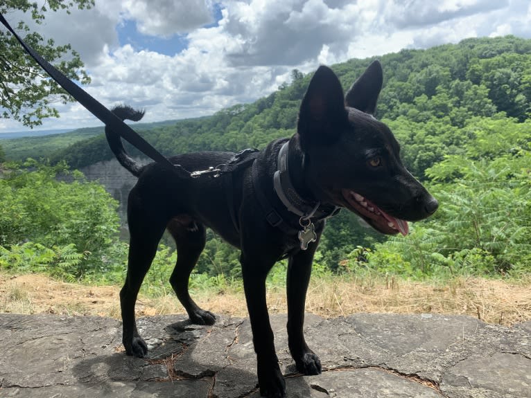 Westin, an Australian Cattle Dog and American Pit Bull Terrier mix tested with EmbarkVet.com