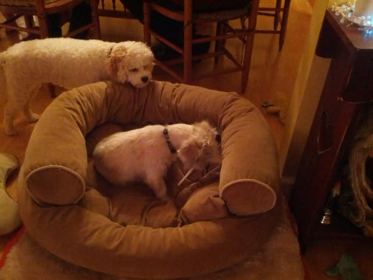 Sammy, a Poodle (Small) and Miniature Schnauzer mix tested with EmbarkVet.com