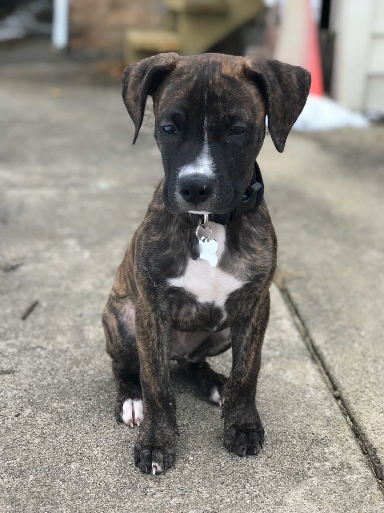 Dax, an American Pit Bull Terrier and Boxer mix tested with EmbarkVet.com