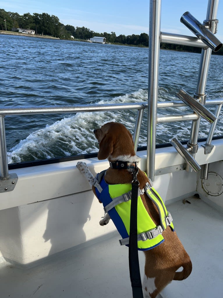 Dublin, a Beagle tested with EmbarkVet.com