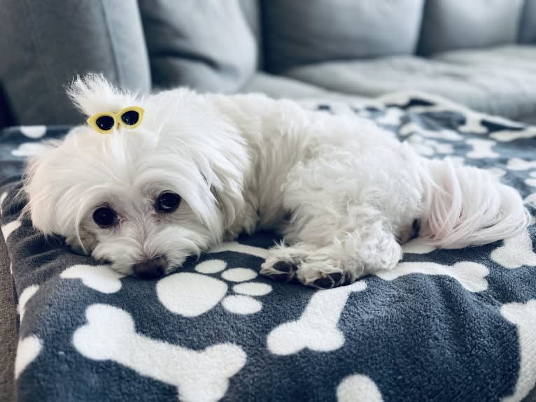 Harper, a Poodle (Small) and Maltese mix tested with EmbarkVet.com