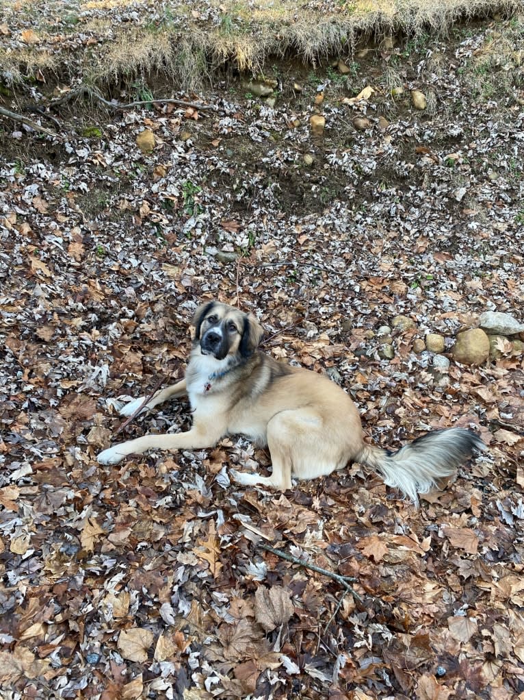 Maverick, a Great Pyrenees and Anatolian Shepherd Dog mix tested with EmbarkVet.com