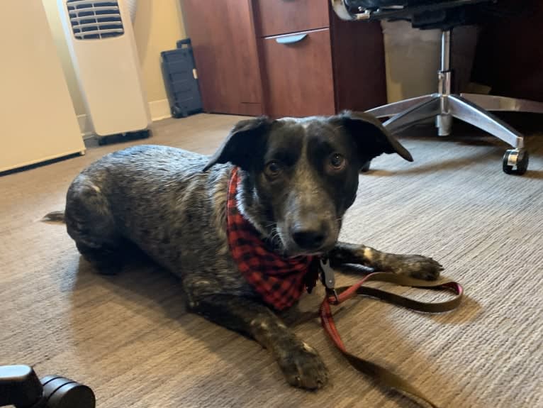 Sophie, an Australian Cattle Dog and Dachshund mix tested with EmbarkVet.com