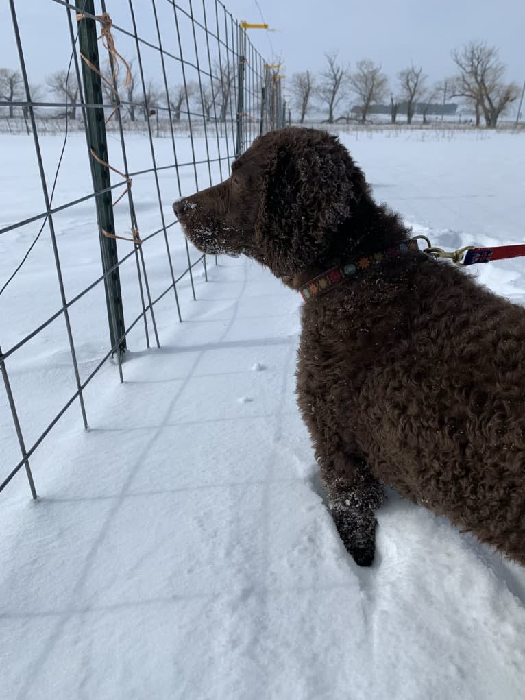 Dorrie, an American Water Spaniel tested with EmbarkVet.com
