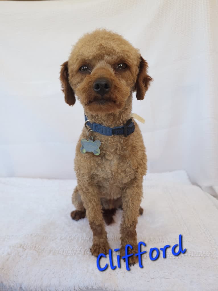 Clifford, a Poodle (Small) tested with EmbarkVet.com