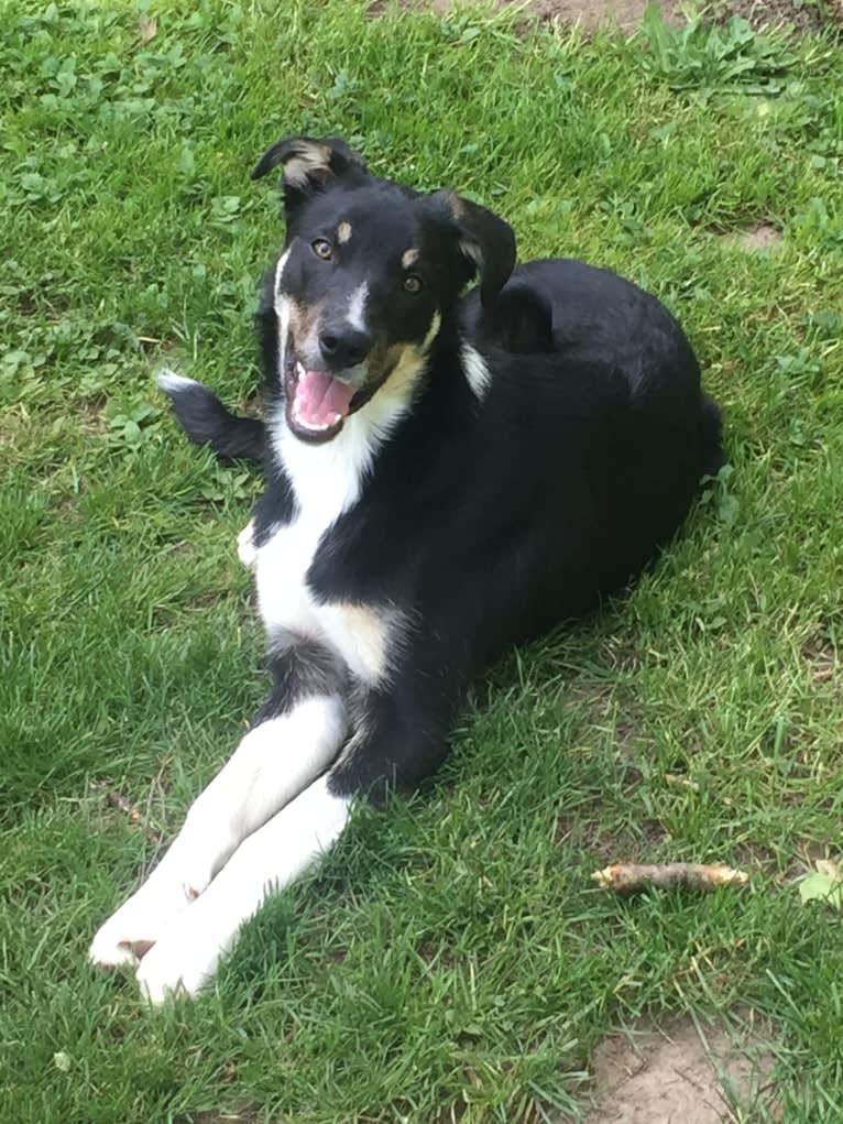 Ollie, a Border Collie tested with EmbarkVet.com