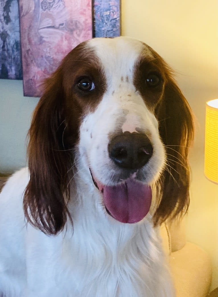 Brooks, an Irish Red and White Setter tested with EmbarkVet.com