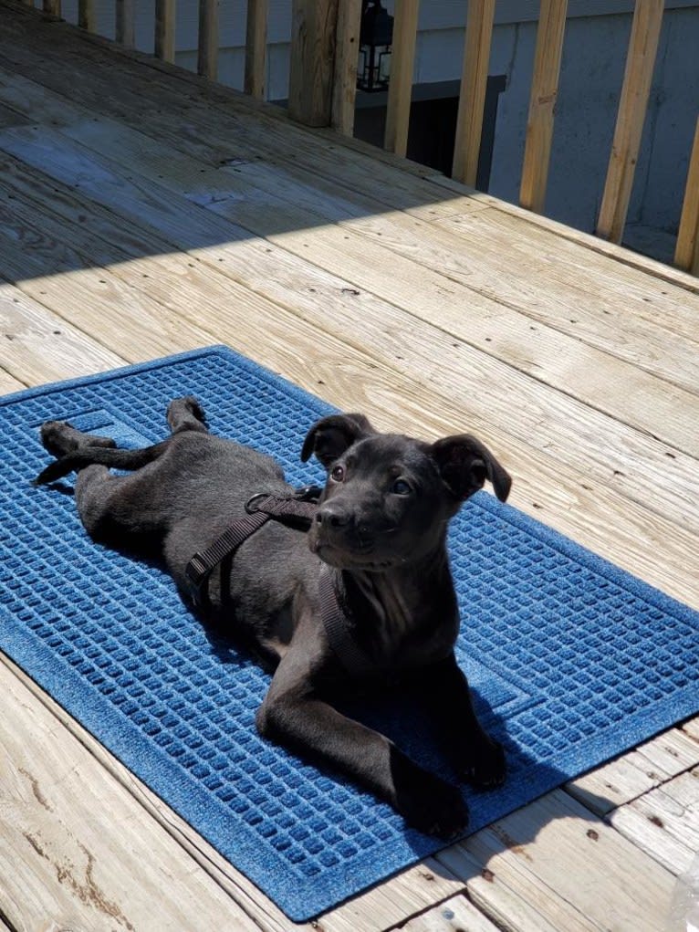 Ru, an American Pit Bull Terrier and German Shepherd Dog mix tested with EmbarkVet.com