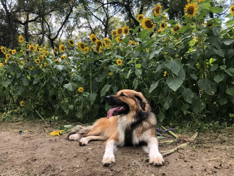 Ross, a Great Pyrenees and American Pit Bull Terrier mix tested with EmbarkVet.com