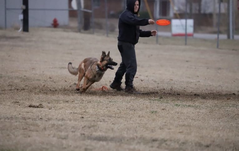 KHs His Reign Has Just Begun “Kaiser” TKE DS HDS, a German Shepherd Dog and Dutch Shepherd mix tested with EmbarkVet.com