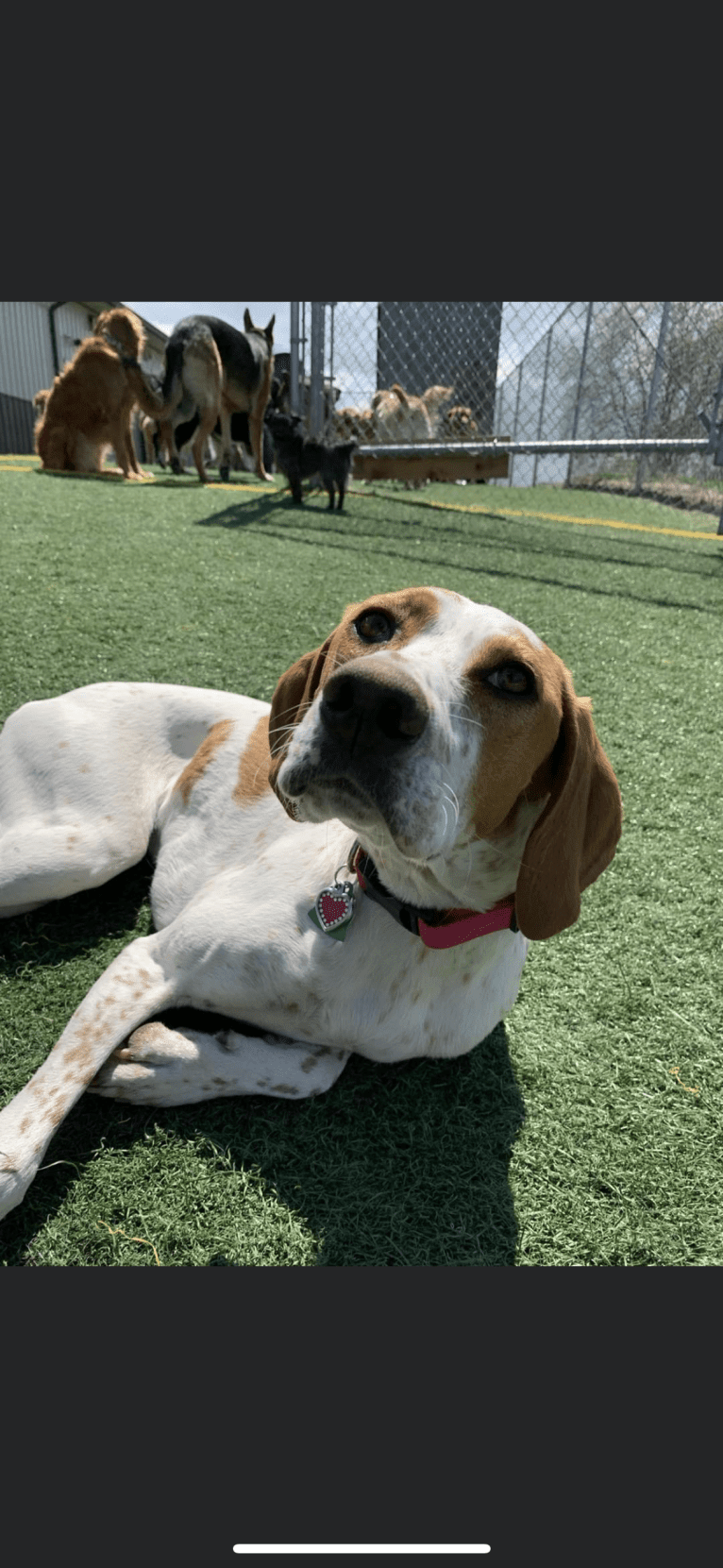 Texie, a Pointer and Llewellin Setter mix tested with EmbarkVet.com