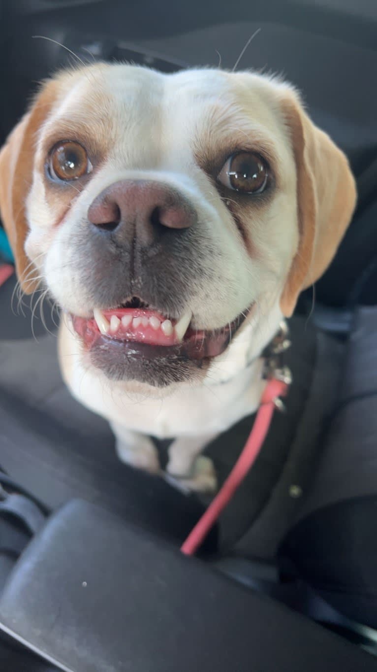 Honey, a Puggle tested with EmbarkVet.com
