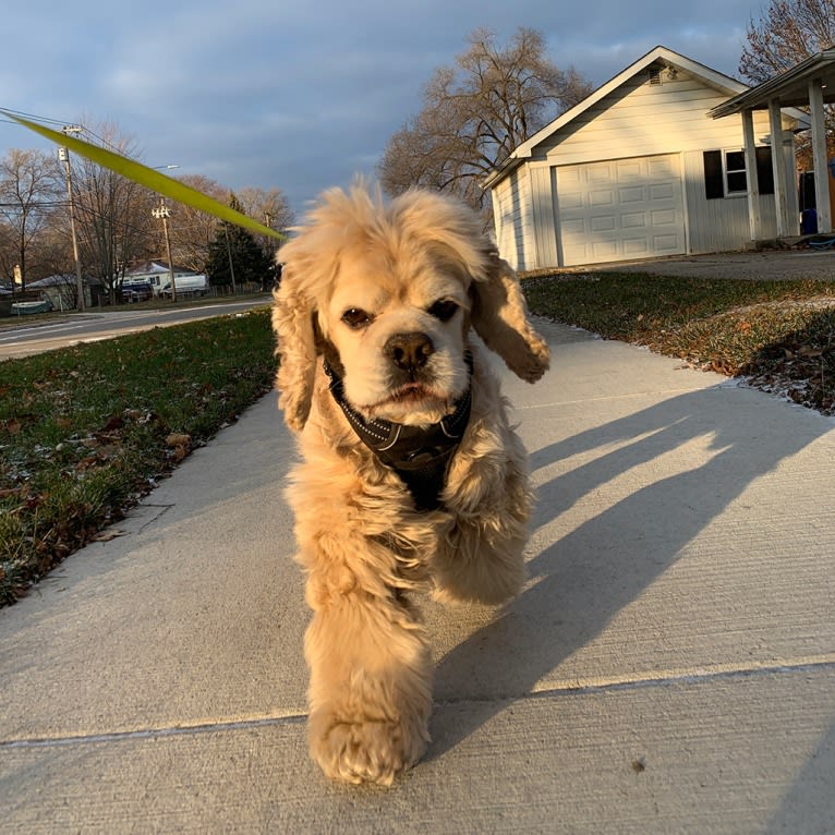 Hoshi, a Cocker Spaniel tested with EmbarkVet.com