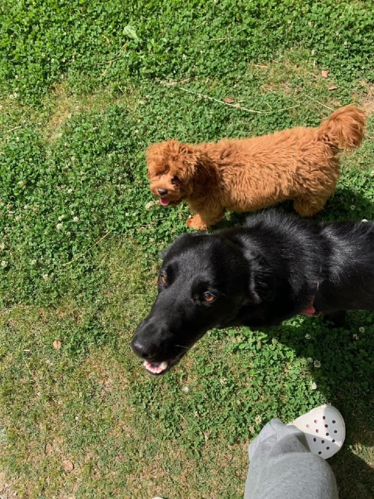 Ziggy, an Australian Cattle Dog and Collie mix tested with EmbarkVet.com