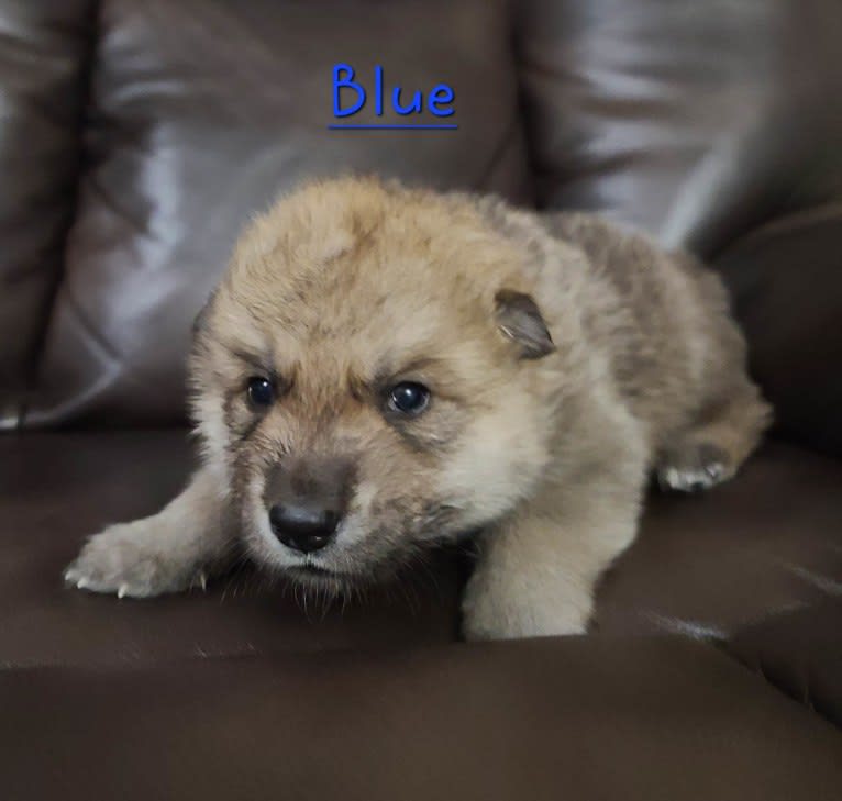 Valefor a dog tested with EmbarkVet.com