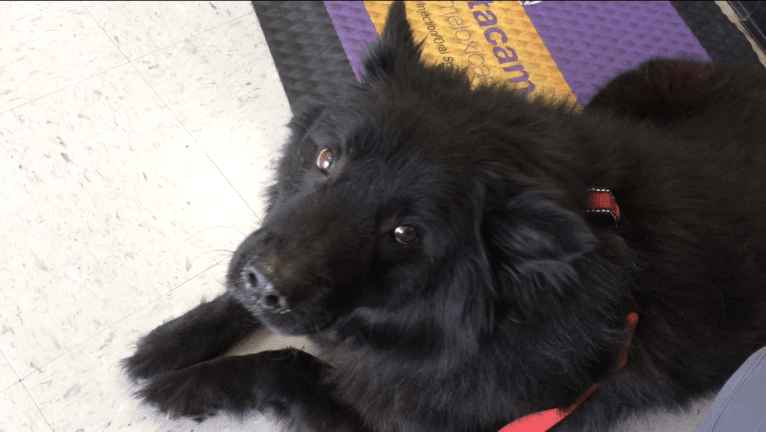 Hudson, a Chow Chow and German Shepherd Dog mix tested with EmbarkVet.com